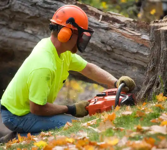 tree services Billington Heights